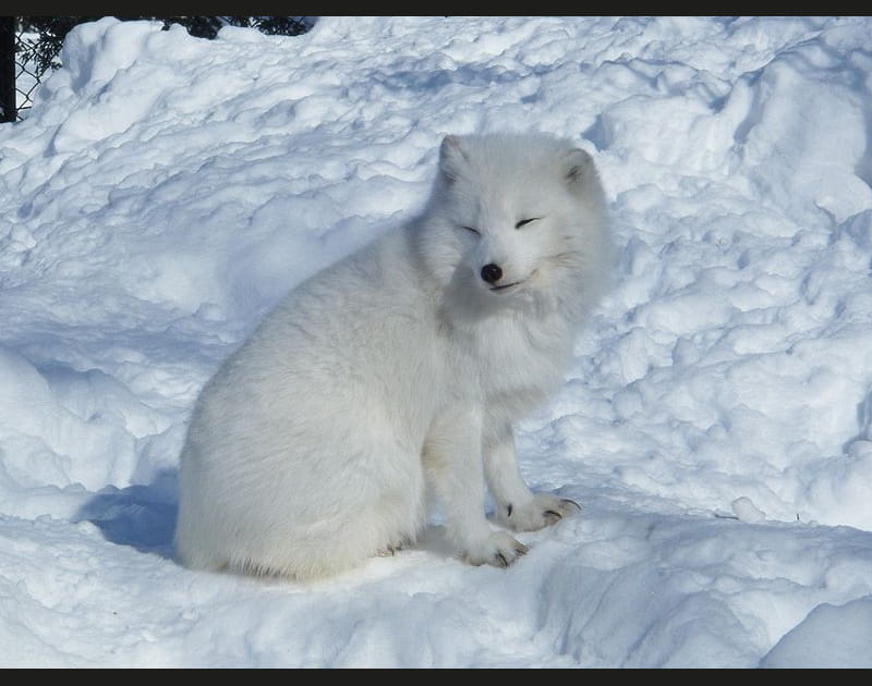 Le renard polaire et sa t&ecirc;te de nounours blanc