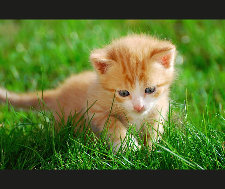 Le chaton, un incontournable&nbsp;!