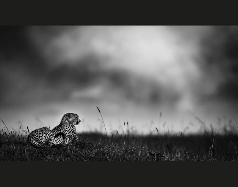 Gu&eacute;pard dans son royaume