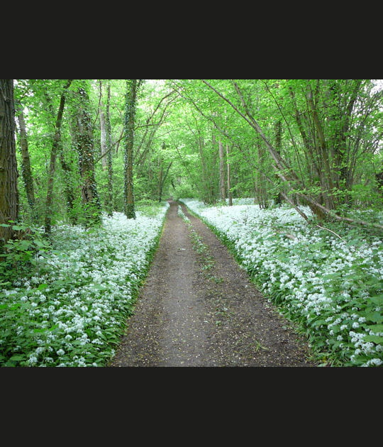 Tapis de fleurs dans la campagne Ardennaise