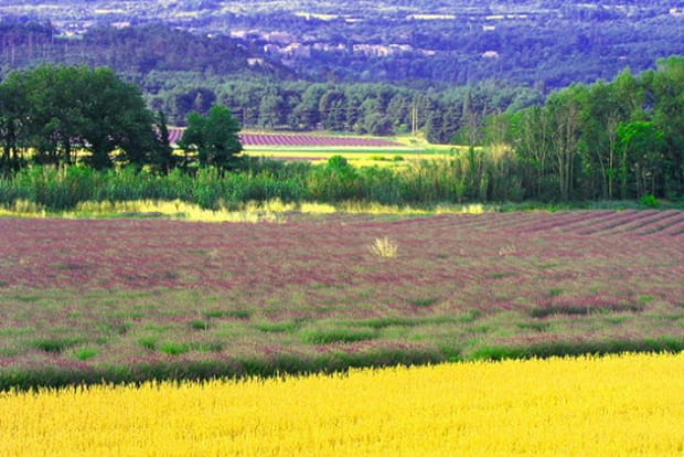 Champs de lavande