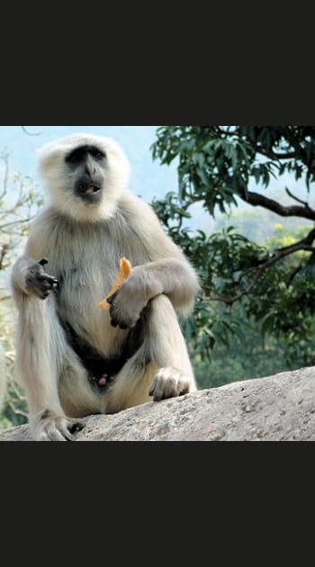 On n'apprend pas aux vieux singes...
