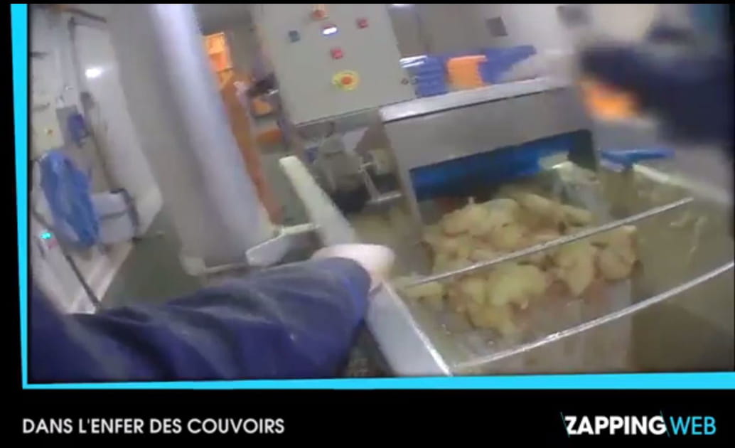 Des canetons broy&eacute;s en masse par des rouleaux