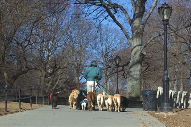 Dog-sitting à Central Park