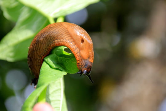 Pour emp&ecirc;cher les limaces de venir dans votre jardin, placez ces restes d'aliments aux pieds de vos plantes