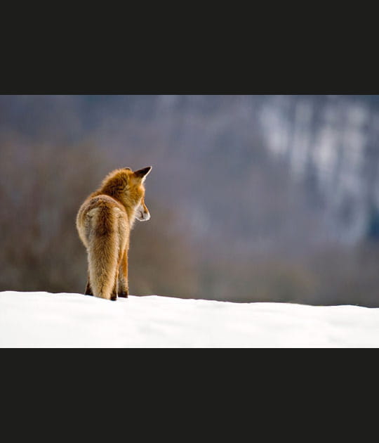 La qu&ecirc;te du renard
