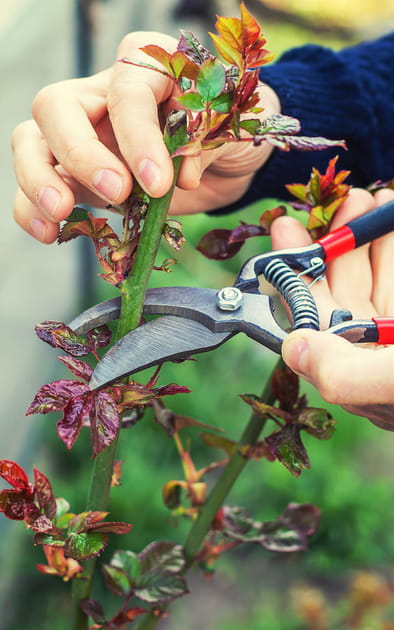 Tailler certaines plantes