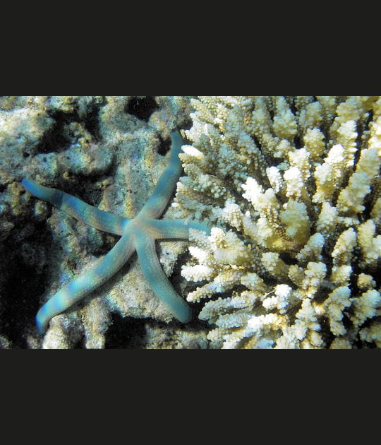 Mayotte