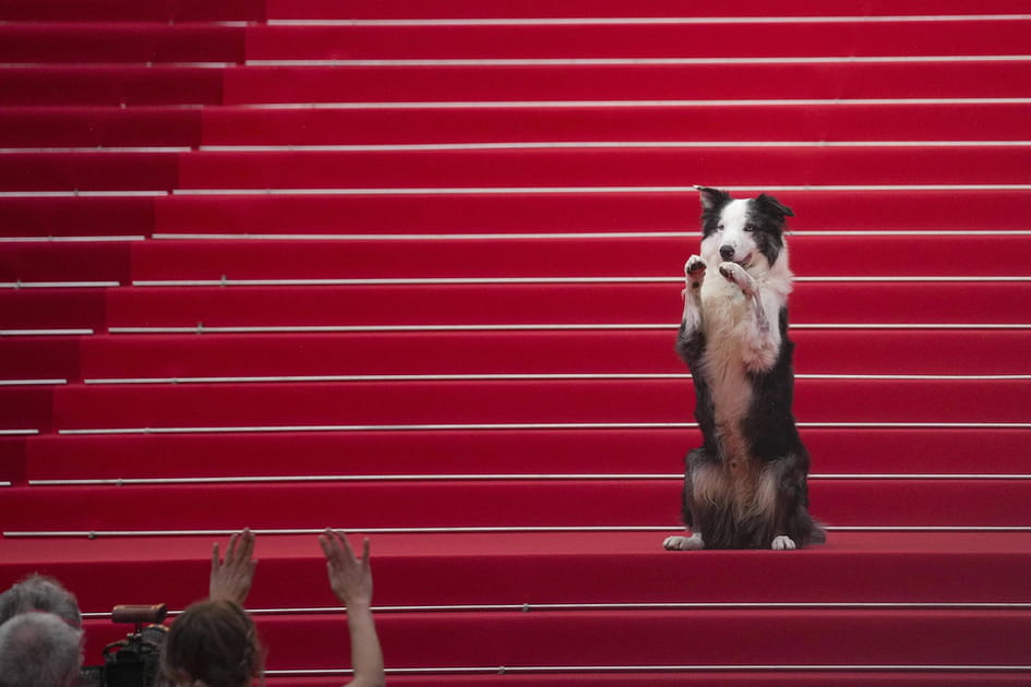 Messi (Anatomie d'une chute) fait le show sur le tapis rouge