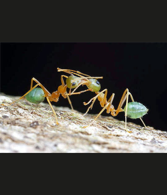 Des fourmis bien affectueuses