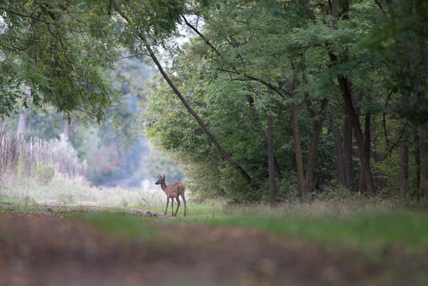 La forêt d'Orléans, la plus grande de France