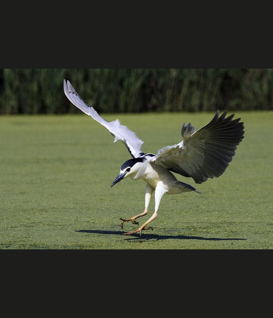 L'atterrissage du bihoreau gris