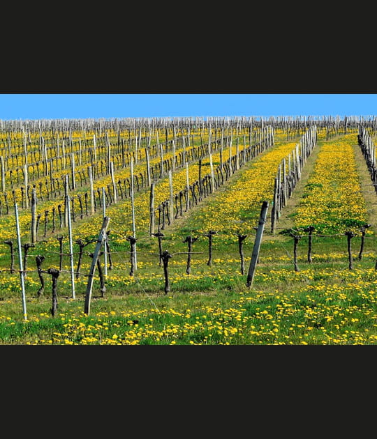 La vigne
