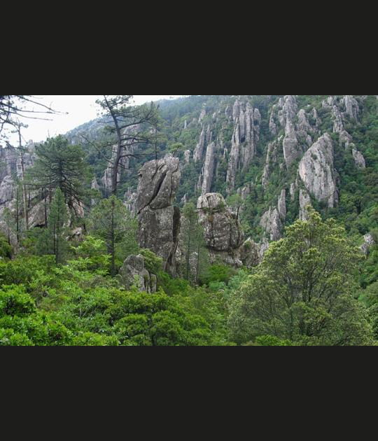 Sud sauvage
