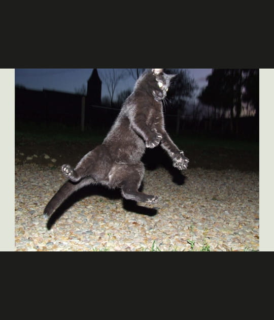 Un chat en col&egrave;re