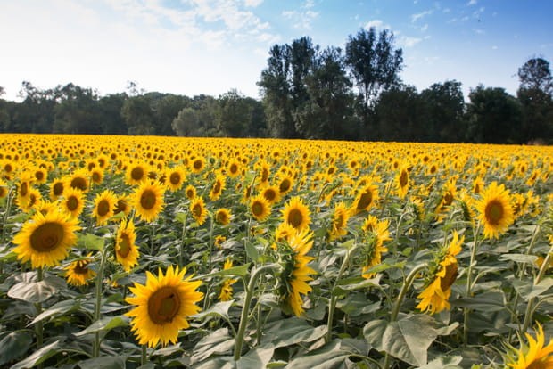 Les champs de tournesols du Sud-ouest