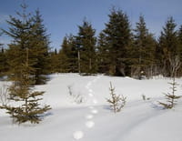Complicités sauvages : Les forêts du nord