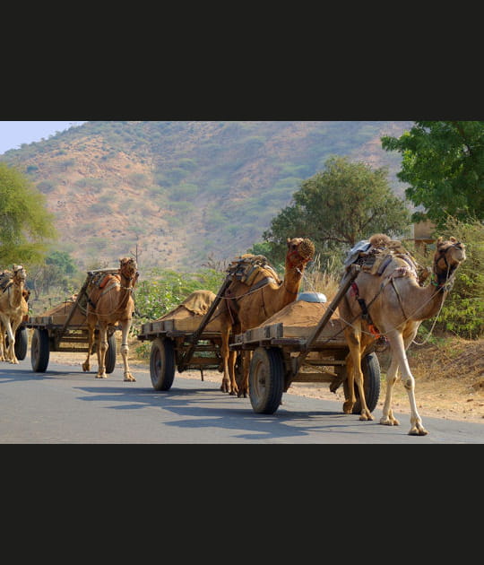 Un cort&egrave;ge de chameaux