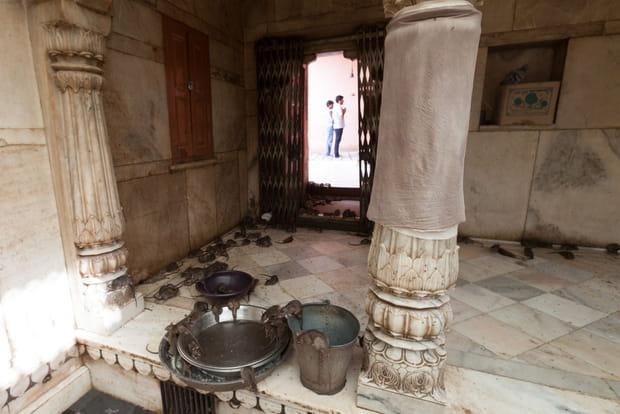 Ces destinations sont littéralement envahies par les animaux : Karni Mata en Inde
