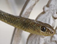Snakes in the City : L'invasion des mambas