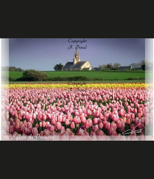Symphonie florale