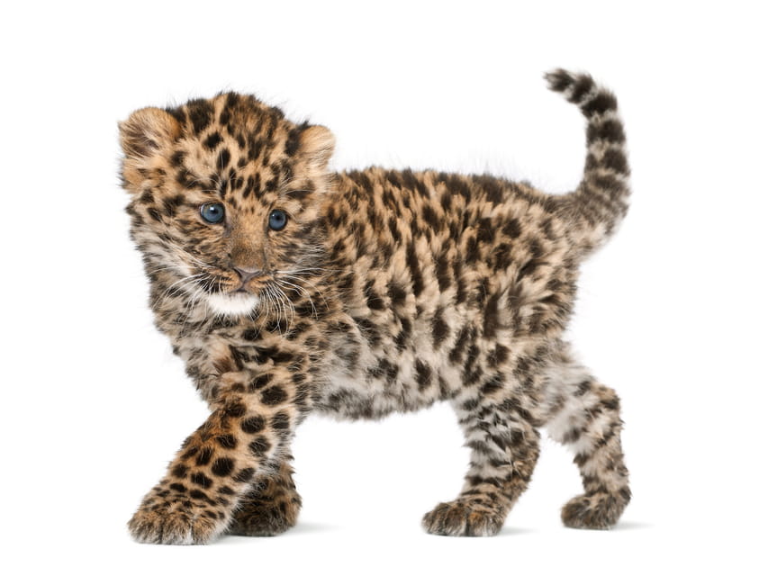 Jeune panth&egrave;re de l'amour