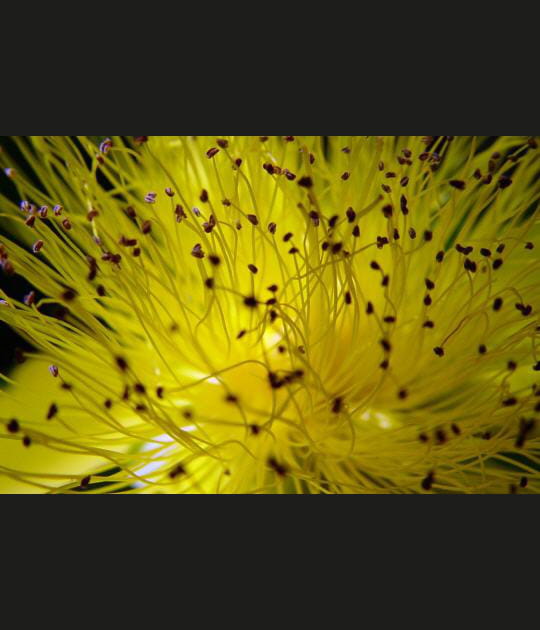 Au coeur de la plante
