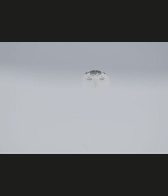 Le camouflage de la chouette