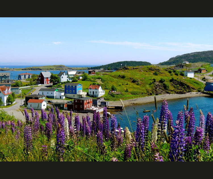 La saison des lupins &agrave; Terre-Neuve