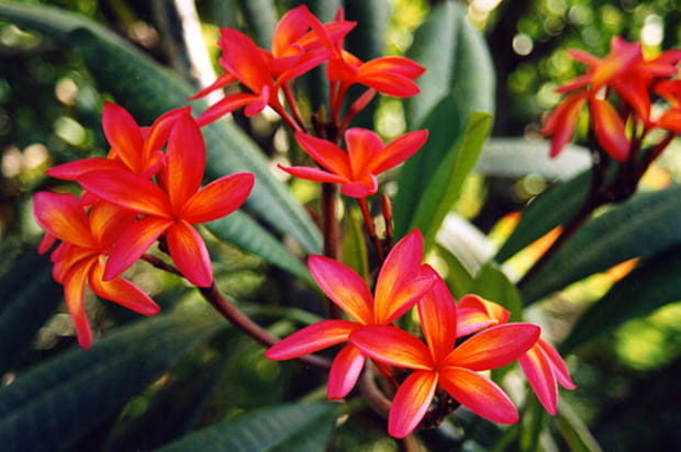Fleurs de frangipanier
