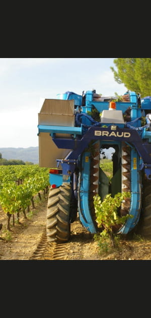 Les voleurs de vendanges