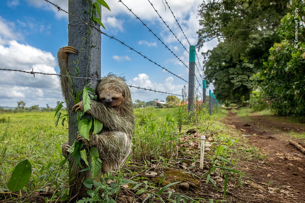 Un photographe Français à l'honneur du Wildlife Photographer of the Year