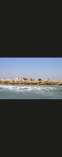 D&eacute;couverte de la Camargue
