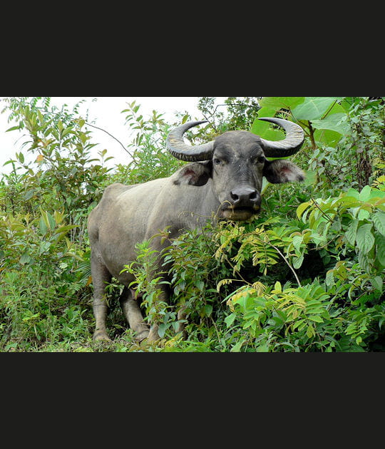 Le buffle, paisible
