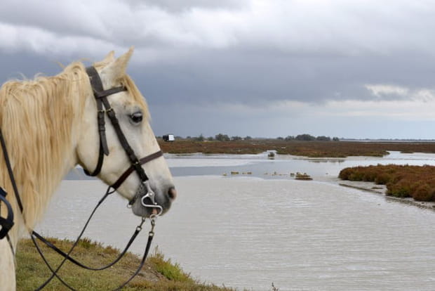 En selle à travers la Camargue