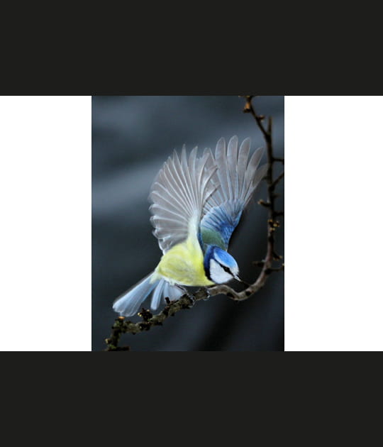 La m&eacute;sange bleue