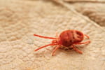 Ils sont déjà présents partout dans le pays et se préparent à entrer dans nos maisons