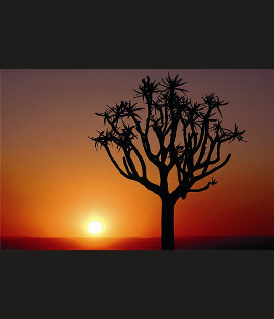 L'arbre