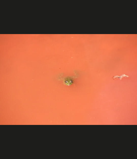 Le bain du crapaud
