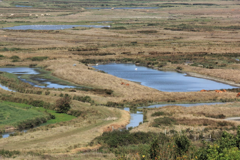 Le Marais de Brouage