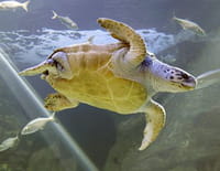 L'aquarium du bout du monde : Histoires de tortues