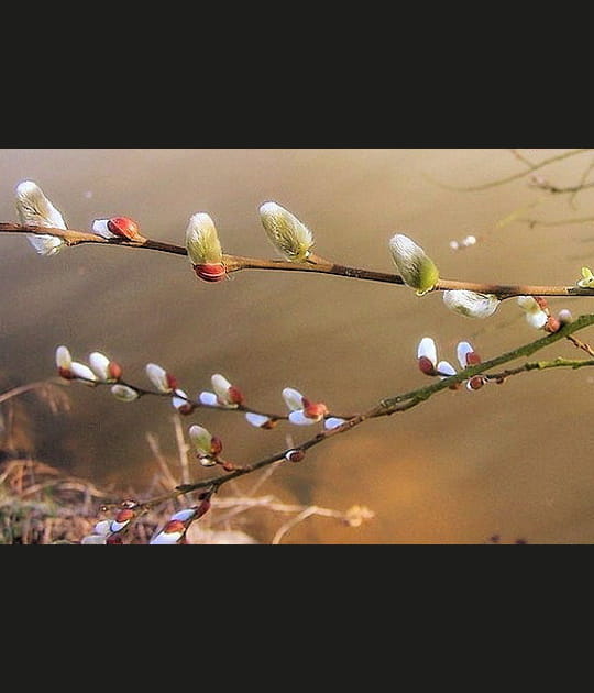 Bourgeons