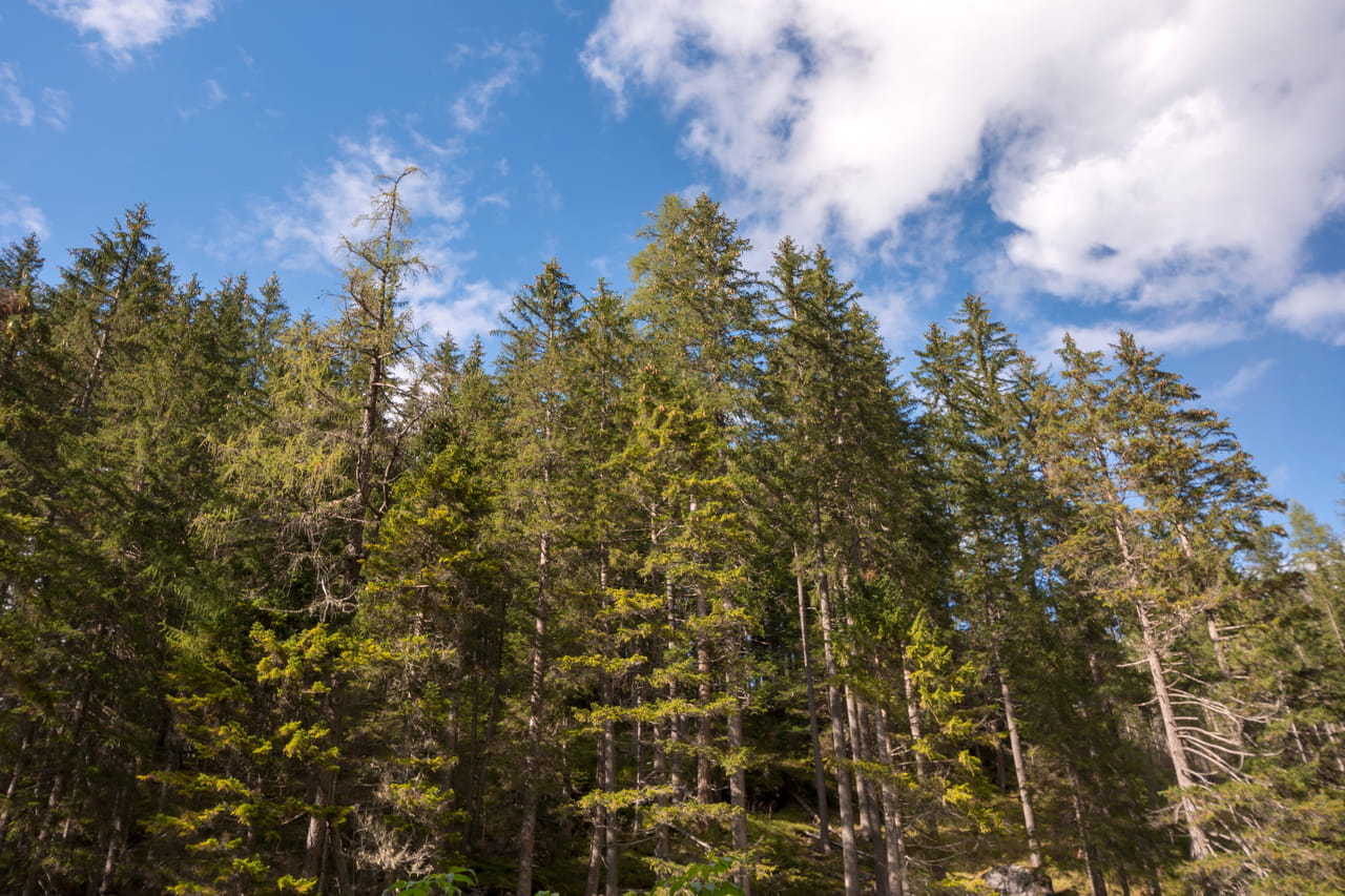 Quels sont les pays où les forêts s'agrandissent ? La France en bonne position du classement mondial