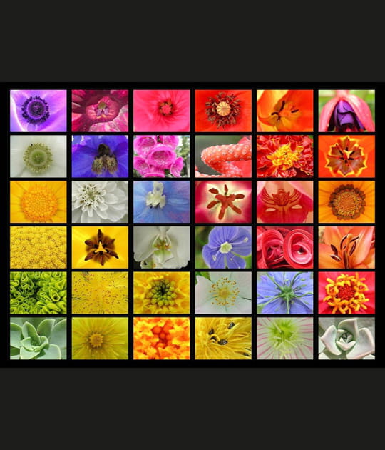 C&oelig;urs de fleurs