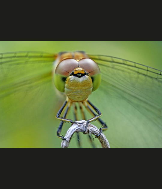 Libellule