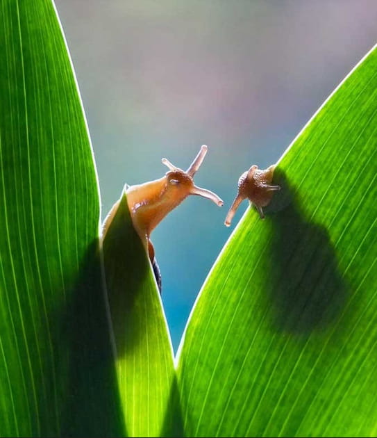 De bien curieuses petites b&ecirc;tes