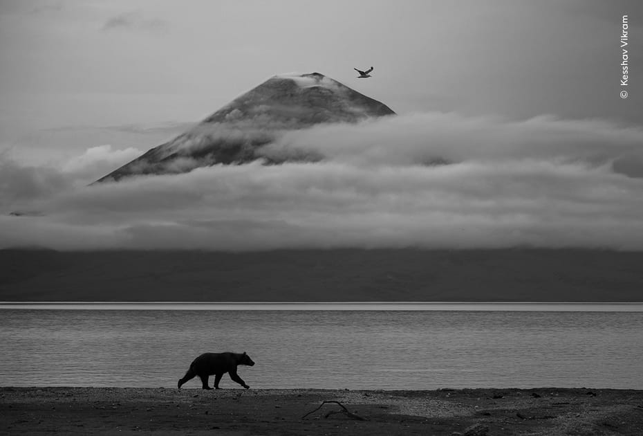 Essence du Kamtchatka