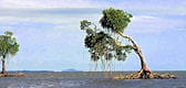 mangrove