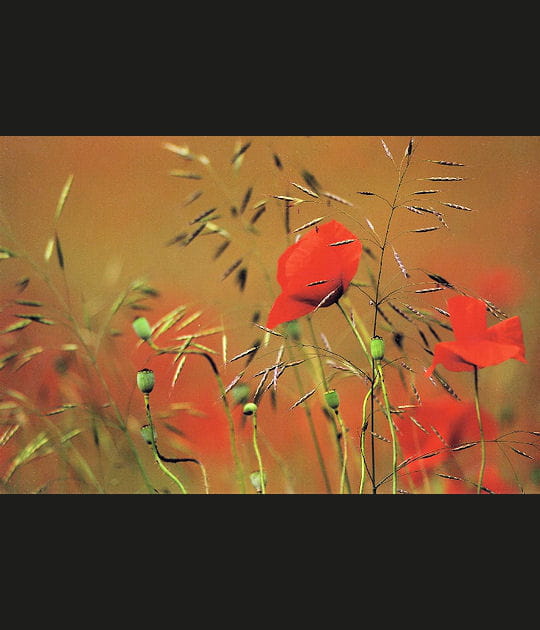 Coquelicots dans un champ