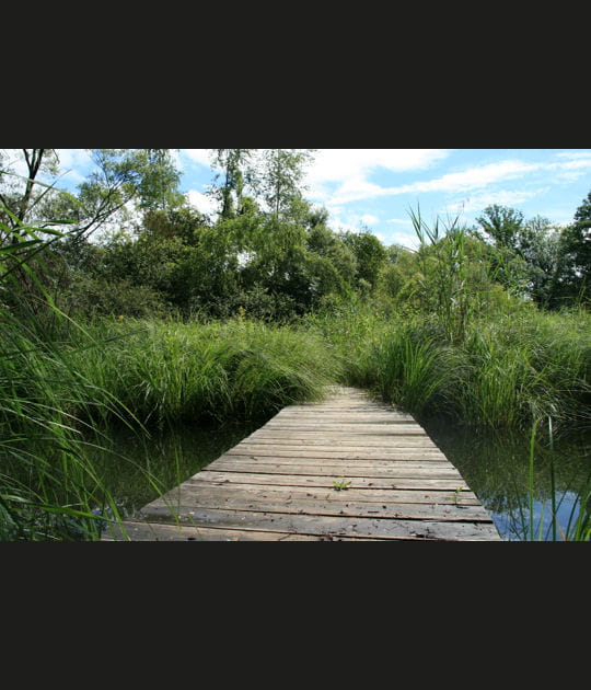 Passerelle sur le marais